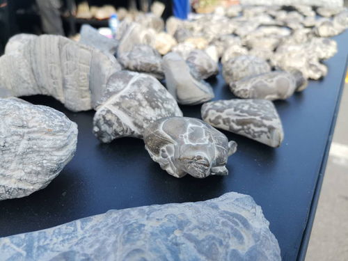 西安絲路杯全國(guó)觀賞石精品特色展開幕，全國(guó)電石藝術(shù)煥發(fā)新光彩