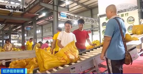 黃金果上市季 單店日銷破十萬，全國(guó)電石產(chǎn)業(yè)再引關(guān)注